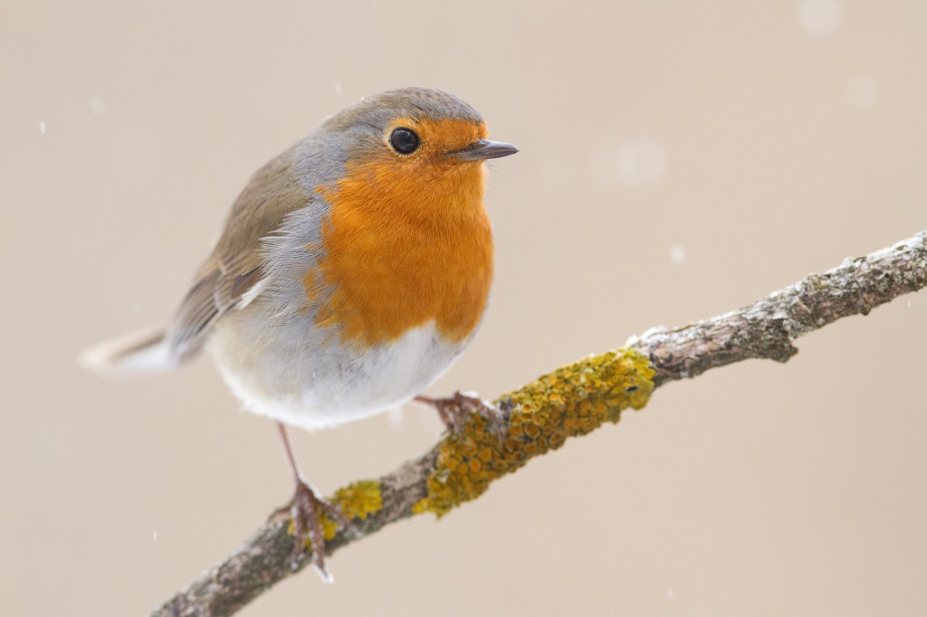 18219987_fbe065d09f071df7c24cfff39e945d35_xl